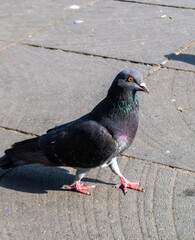 pigeon on the street