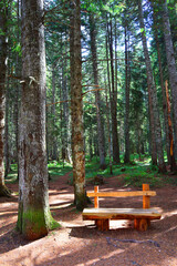 Spruce forest in Durmitor National Park in Montenegro