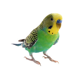 Beautiful parrot isolated on white. Exotic pet