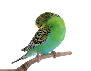Beautiful parrot perched on branch against white background. Exotic pet