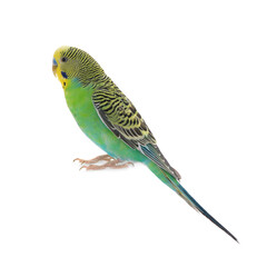 Beautiful parrot isolated on white. Exotic pet