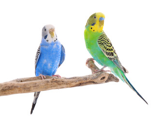Two beautiful parrots perched on branch against white background. Exotic pets