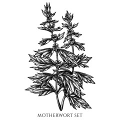 Tea herbs vintage vector illustrations collection. Black and white motherwort.