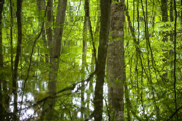 Obraz premium Forest reflected in the water, Nymphenburger Park in Munic