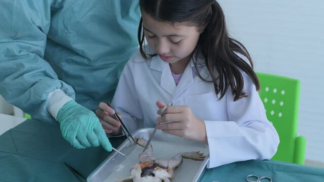 Education concept of 4k Resolution. Researchers are dissecting frogs in a lab. teaching students. physical examination.