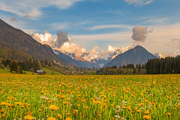 Löwenzahn - Wiese - Allgäu - Oberstdorf - Berge - Alpen - Frühling