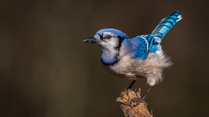 Blue Jay