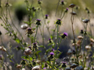 Purple star thistle in a field
