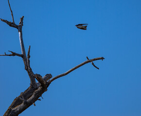 Swallow in flight with wings back above a dead tree