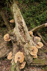Polypores (Cerioporus squamosus) are large mushrooms that live on trees. Distributed in forests and parks of America and Eurasia. Reserve near Krakow (Poland).
