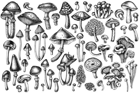 Forest mushrooms vintage vector illustrations collection. Black and white mushrooms, fly agaric, blewit, etc.
