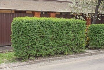 a hedge of decorative bushes with green leaves on the street near a gray asphalt road