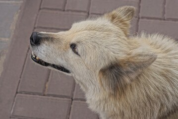 Fototapeta na wymiar The head of a white gray dog sitting on the brown sidewalk in the street
