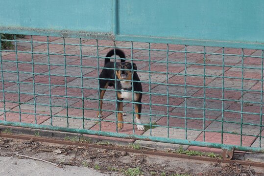 one small angry black white dog barks behind a green metal mesh fence in the street