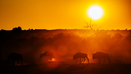 Fototapeta na wymiar Small group of Blue wildebeest backlit at sunset in Kgalagadi transfrontier park, South Africa ; Specie Connochaetes taurinus family of Bovidae