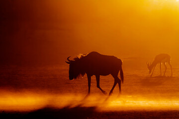 Fototapeta na wymiar Blue wildebeest and springbok walking backlit at sunset in Kgalagadi transfrontier park, South Africa ; Specie Connochaetes taurinus and Antidorcas marsupialis family of Bovidae