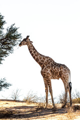 Naklejka na ściany i meble Giraffe eating isolated in white background in Kgalagadi transfrontier park, South Africa ; Specie Giraffa camelopardalis family of Giraffidae