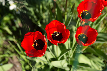 Top view photography of group of red tulips,good as natural background.