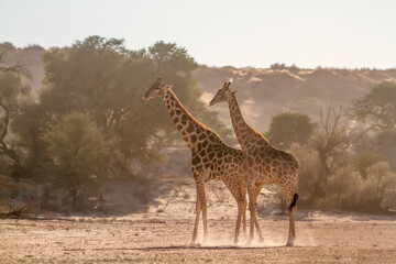 Two Giraffes early morning in dry land  in Kgalagadi transfrontier park, South Africa ; Specie Giraffa camelopardalis family of Giraffidae