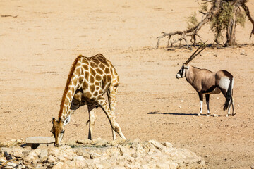 Fototapeta na wymiar Giraffe and south african oryx in dry land in Kgalagadi transfrontier park, South Africa ; Specie Giraffa camelopardalis family of Giraffidae and specie Oryx gazella family of Bovidae