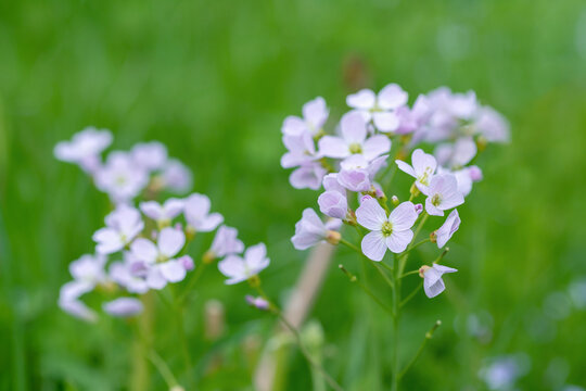 Closeup of a mayflower (Cardamine pratensis) on a natural meadow.