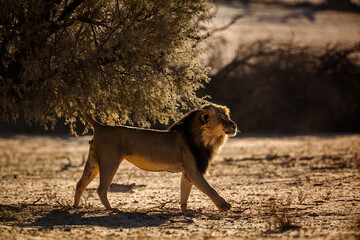 African lion marking territory in backlit  in Kgalagadi transfrontier park, South Africa; Specie panthera leo family of felidae