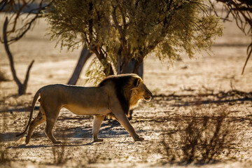 African lion male walking in sand dune at sunrise  in Kgalagadi transfrontier park, South Africa;...