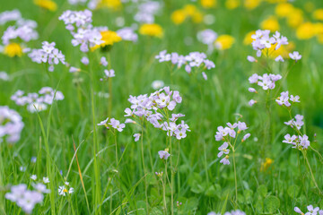 Mayflowers (Cardamine pratensis) on a natural meadow.