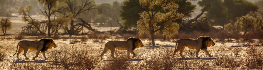 African lion male walking in sand dune at sunrise  in Kgalagadi transfrontier park, South Africa; Specie panthera leo family of felidae - obrazy, fototapety, plakaty