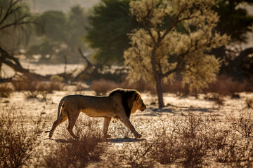 African lion male walking in sand dune at sunrise  in Kgalagadi transfrontier park, South Africa; Specie panthera leo family of felidae