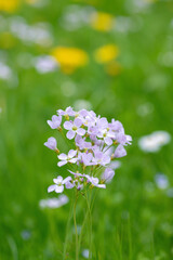 A mayflower (Cardamine pratensis) on a natural meadow.