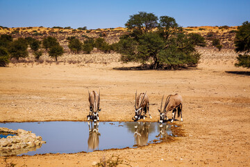 Three South African Oryx drinking at waterhole in Kgalagadi transfrontier park, South Africa;...