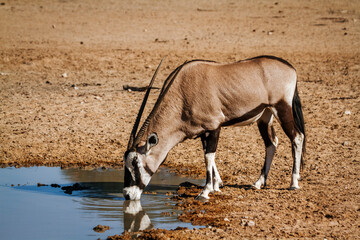 South African Oryx drinking at waterhole in Kgalagadi transfrontier park, South Africa; specie Oryx gazella family of Bovidae