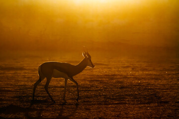 Springbok walking backlit in dry land at sunset in Kgalagari transfrontier park, South Africa ; specie Antidorcas marsupialis family of Bovidae