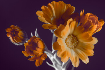 flowers with orange petals on a dark background, close-up.