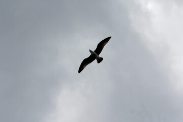 Obraz premium Black Swallow