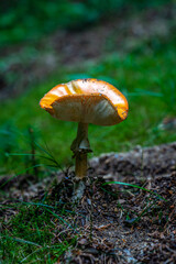 Forest in fall with mushroom, Poľana, Slovakia, Europe
