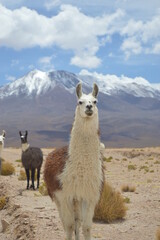 Fototapeta premium A Lama in the bolivian Altiplano