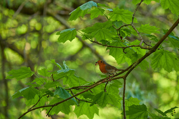 European robin is sitting on a branch with a worm in its mouth