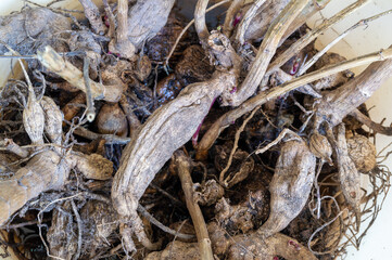 close up of dahlia roots