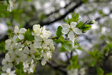 white flowers on a branch in spring