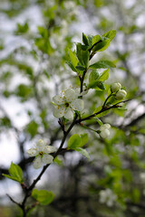 white flowers on a branch in spring