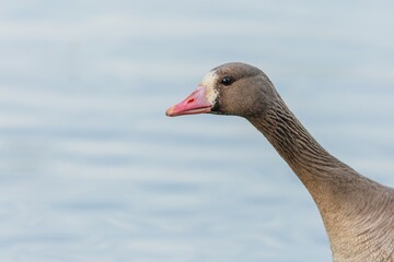 Head and neck of the greater white-fronted goose with pink beak. Blue water in the background.