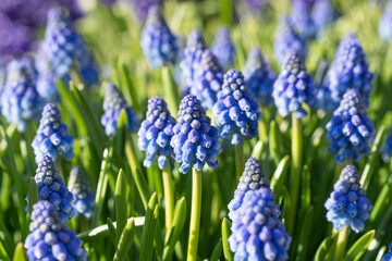 Muscari armeniacum Armenian grape hyacinth flowering blue garden plants and green leaves ornamental springtime flowers in bloom