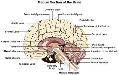 Median section of human brain infographic diagram nervous system anatomy structure and parts vector drawing cartoon illustration cortex lobes chart for medical science education scheme - obrazy, fototapety, plakaty