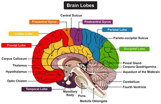 Brain lobes anatomy infographic diagram parts and structure thalamus hypothalamus pineal gland pons medulla oblongata cerebellum central sulcus vector cartoon drawing medical science