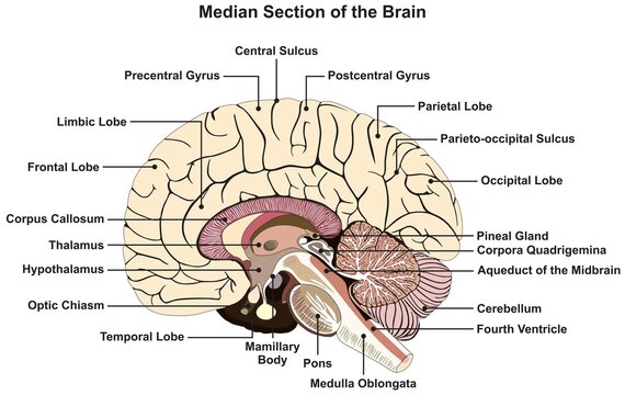 Median section of human brain infographic diagram nervous system anatomy structure and parts vector drawing cartoon illustration cortex lobes chart for medical science education scheme