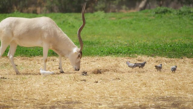 Antelope Addax walking on pasture looking for food. Slow motion. 