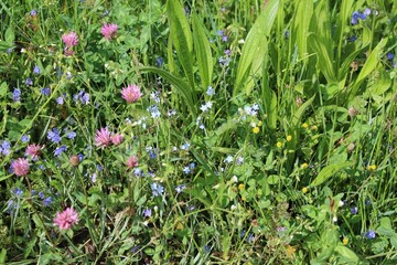 Blumenwiese mit Klee, Vergissmeinnicht und anderen Wiesenblumen. Frühling, Allgäu, Bayern....
