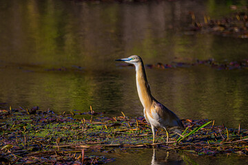 great blue heron ardea cinerea
